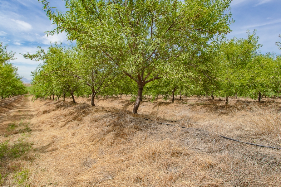 4 Bedroom Property for Sale in Paarl Rural Western Cape